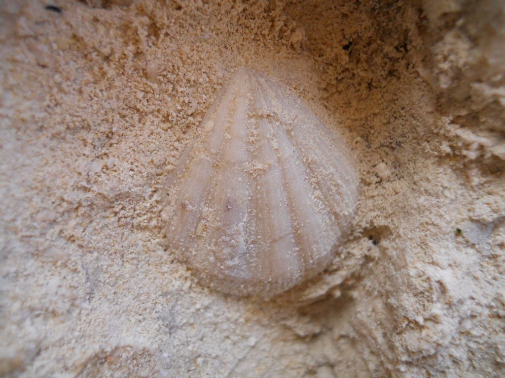 Identificazione fossili